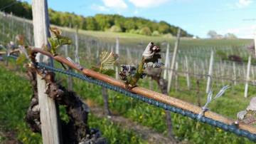 Frostschäde a Räbstöck (Foti Christian Steimer)